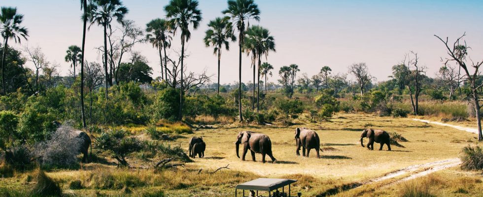 Vědci vystopovali původ moderního člověka v africké Botswaně 1