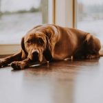 Jak opravit dřevěnou podlahu poškozenou psem 3