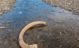 Jak vyhynuli poslední mamuti na ruském ostrově u Aljašky? 4