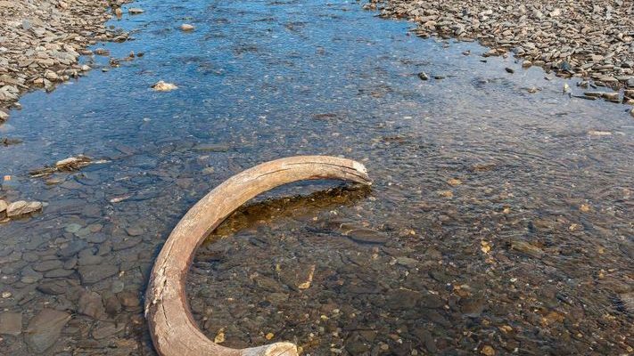 Jak vyhynuli poslední mamuti na ruském ostrově u Aljašky? 1