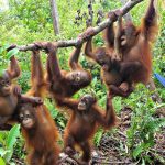 Džungle v Indonésii, kde se ještě můžete setkat s orangutany 9