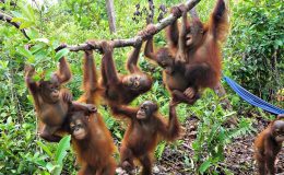 Džungle v Indonésii, kde se ještě můžete setkat s orangutany 7