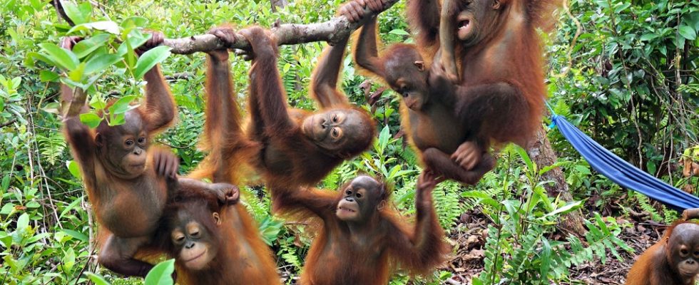 Džungle v Indonésii, kde se ještě můžete setkat s orangutany 1