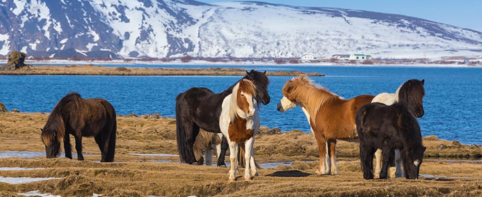 Island z koňského sedla 1