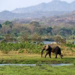 Malawi - nadějná příští safari destinace 15