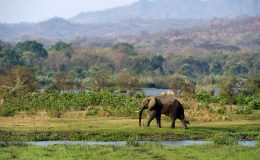 Malawi - nadějná příští safari destinace 39