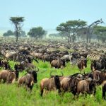 Velká migrace divokých zvířat v Tanzanii 6