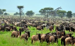 Velká migrace divokých zvířat v Tanzanii 2