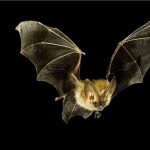 Proč tolik nebezpečných virových infekcí pochází od netopýrů? 3