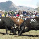 Souboj královen (Combat des Reines) ve Švýcarsku 8