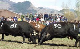 Souboj královen (Combat des Reines) ve Švýcarsku 9