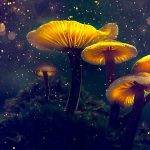 Psilocybin a OCD: mohou psychedelika léčit obsedantně kompulzivní poruchu? 8