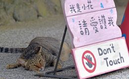 Kočičí vesnice Houtong na Taiwanu 2