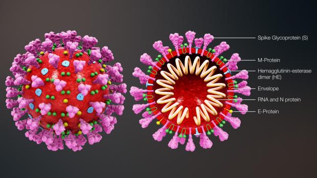 Proč epidemie často přicházejí ve vlnách? 1