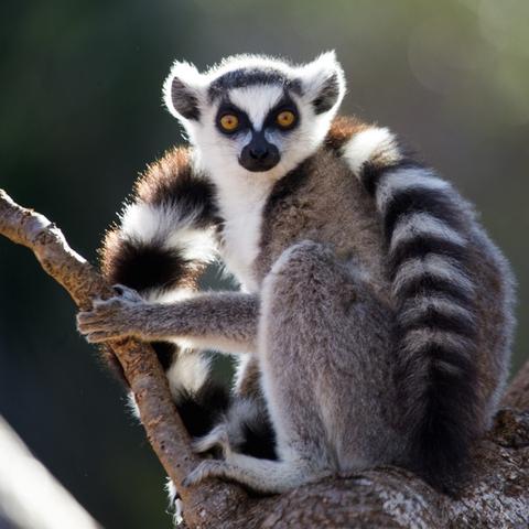 10 důvodů pro návštěvu Madagaskaru 1