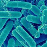 Kmen střevních bakterií podle zjištění přináší duševní zdraví a metabolické výhody 3
