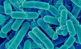 Kmen střevních bakterií podle zjištění přináší duševní zdraví a metabolické výhody 7
