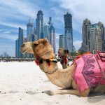 Hlavní turistické atrakce Spojených arabských emirátů 18