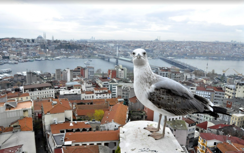 Hlavní turistické atrakce Istanbulu, hotely a výlety 2