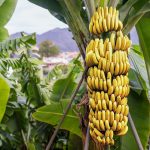 Banánový tělový exfoliační peeling - zázrak z Martiniku 6