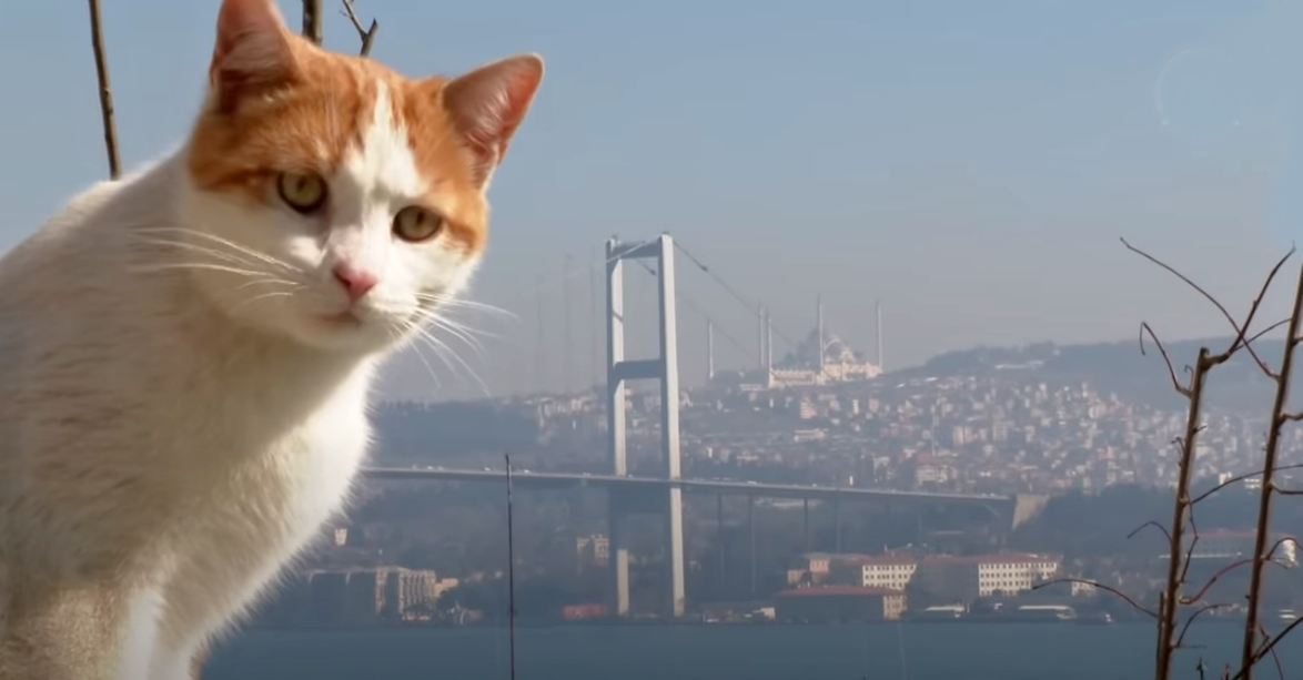 Istanbulské fotky, které vám popletou hlavu 10