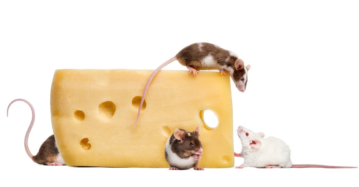 Průlom v oblasti obezity bezpečně napodobuje účinky rostlinné sloučeniny na hubnutí 1