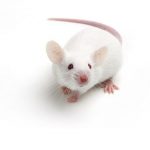 Měsíční cykly umělého půstu zabraňují obezitě u myší 3