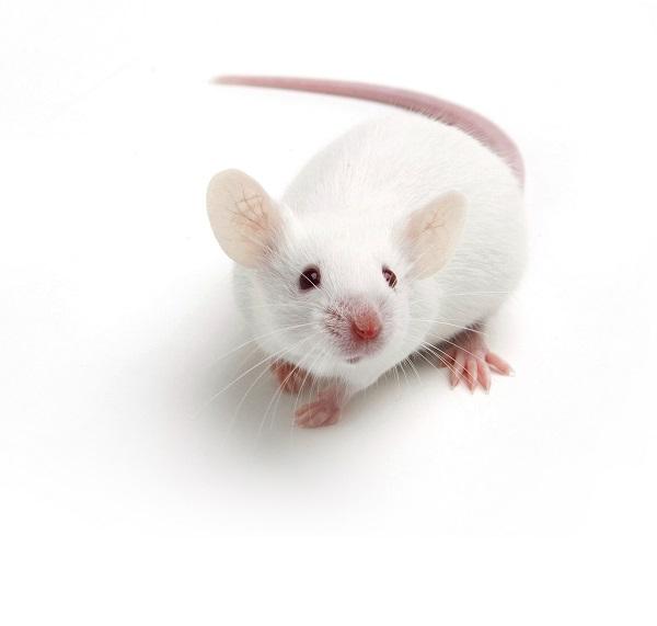 Živá bioterapeutická léčba by mohla eliminovat střevní dopady antibiotik 1