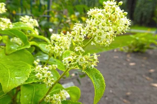 Průlom v oblasti obezity bezpečně napodobuje účinky rostlinné sloučeniny na hubnutí 1
