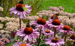 Echinacea jako potenciální prostředek proti koronavirovým infekcím 7