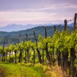 O slovinském víně 6