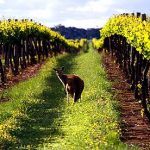 O australském víně 8