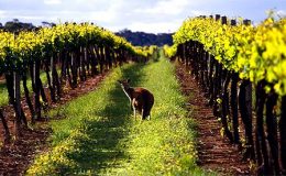 O australském víně 5