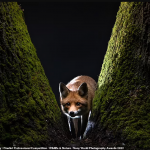 Finále soutěže Sony World Photography Awards 2022 8