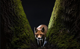 Finále soutěže Sony World Photography Awards 2022 5