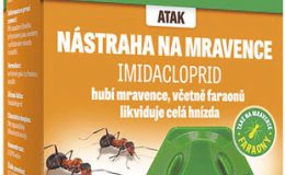 Jak se zbavit mravenců v domě, bytě nebo na zahradě 1