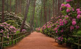 Rododendronový park Haaga, Helsinki, Finsko 3
