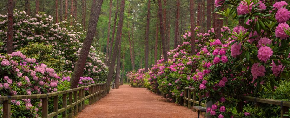 Rododendronový park Haaga, Helsinki, Finsko 1