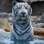 Dobrodružství a jedičný zážitek na vás čeká v parku La Barben (Animal Park) 11