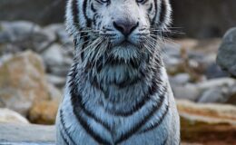 Dobrodružství a jedičný zážitek na vás čeká v parku La Barben (Animal Park) 9