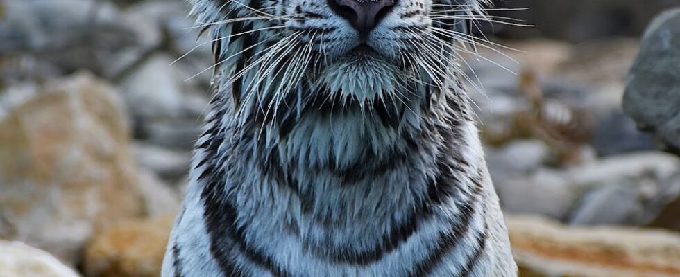 Dobrodružství a jedičný zážitek na vás čeká v parku La Barben (Animal Park) 1