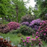 Přírodní Oáza : Historické Arboretum de Versailles-Chevreloup 6