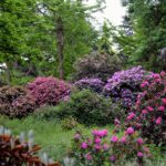 Přírodní Oáza : Historické Arboretum de Versailles-Chevreloup 8