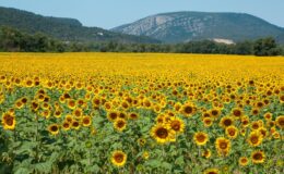 Flora ve Francii 9