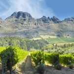 O jihoafrickém víně 6