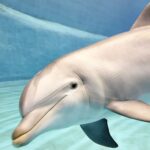 Oceanogràfic & Science Museum: Vstupenka do muzea a muzea 8