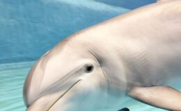 Oceanogràfic & Science Museum: Vstupenka do muzea a muzea 4