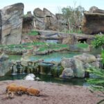 Bioparc Valencia: Vstupenka s rychlejším vstupem 11