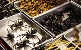 15 bizarních a nechutných jídel z celého světa 10