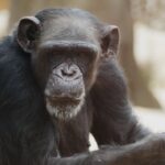 Zažijte jedinečnou podívanou v ZOO Brno 10